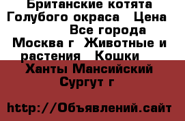 Британские котята Голубого окраса › Цена ­ 8 000 - Все города, Москва г. Животные и растения » Кошки   . Ханты-Мансийский,Сургут г.